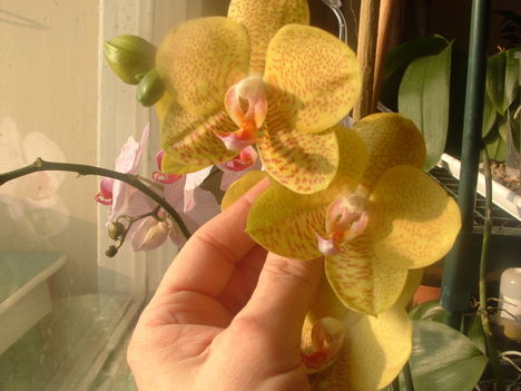 Orchideák 036