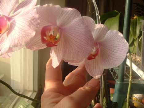 Orchideák 041