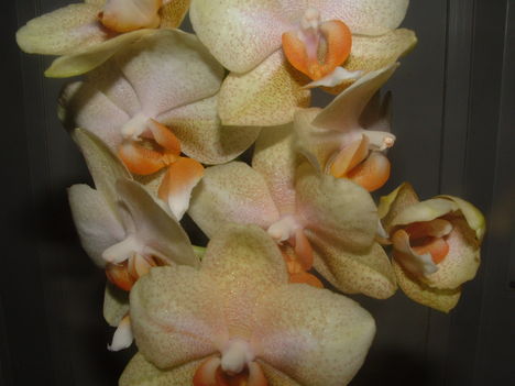 Orchideák 051