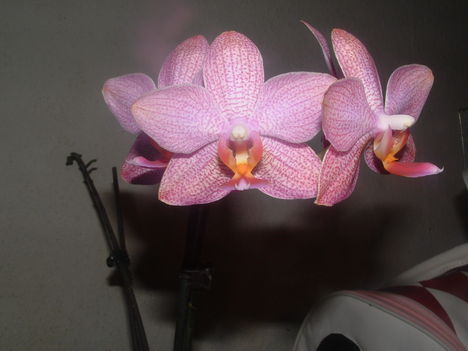 Orchideák 056