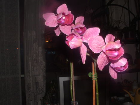 Orchideák 059