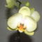 orchideák 063