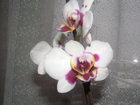 orchideák 074