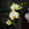 orchideák 078