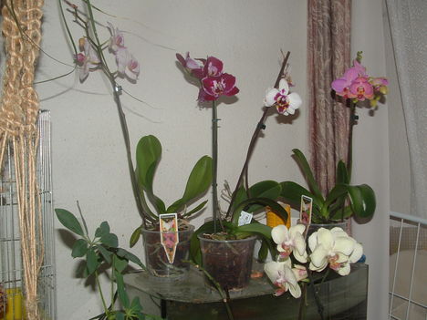 orchideák 080