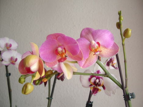 orchideák 091