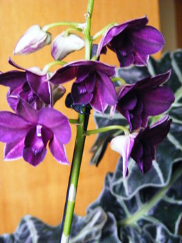 Dendrobiom Orchidea