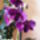 Dendrobium_orchidea-001_626603_33713_t