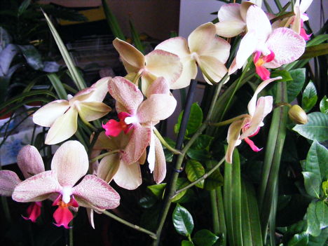 Lepke Orchidea 1