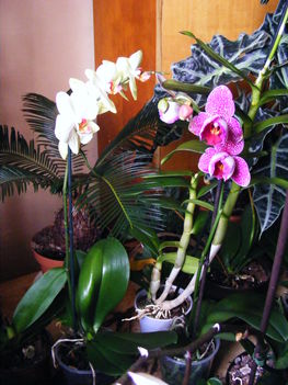 Lepke Orchidea 12