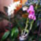 Lepke Orchidea 12