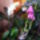 Lepke_orchidea_12_626502_18936_t