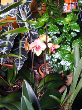 Lepke Orchidea 13