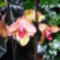Lepke Orchidea 14