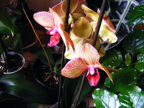 Lepke Orchidea 2