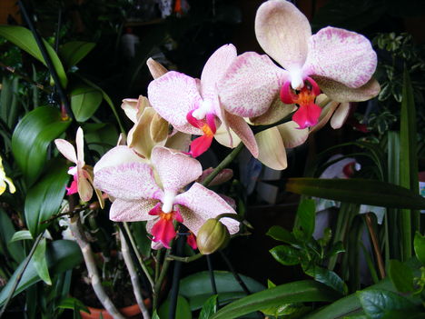 Lepke Orchidea 2