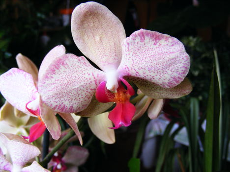 Lepke Orchidea 3