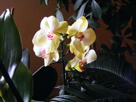 Lepke Orchidea 4
