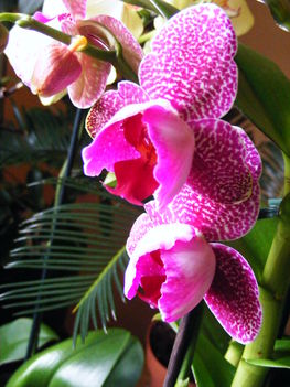 Lepke Orchidea 5