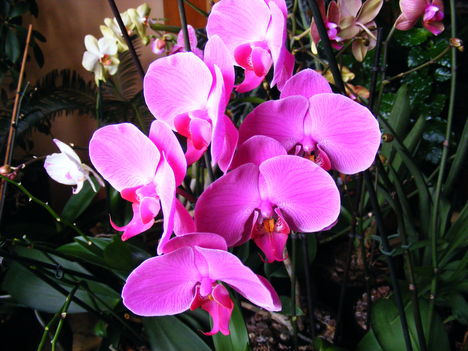 Lepke Orchidea 5