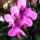 Lepke_orchidea_5_626494_90273_t