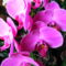 Lepke Orchidea 6