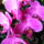 Lepke_orchidea_6_626495_93293_t