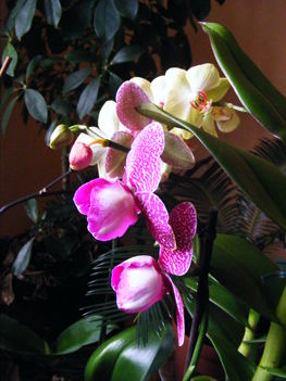 Lepke Orchidea 7