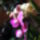Lepke_orchidea_7-001_626616_55953_t