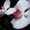 Lepke Orchidea 7