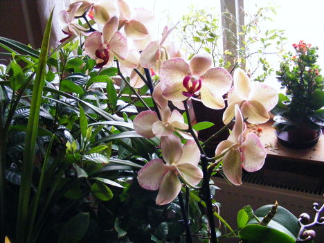 Lepke Orchidea 8
