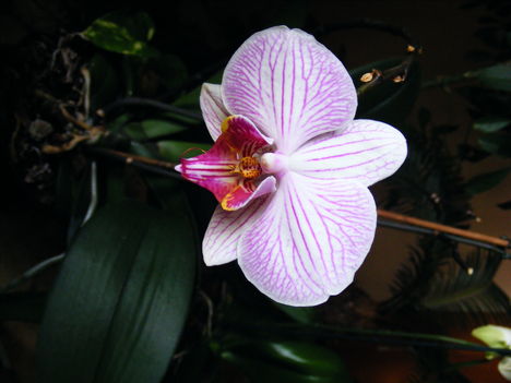 Lepke Orchidea 8