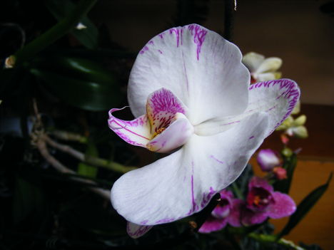 Lepke Orchidea 9