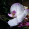 Lepke Orchidea 9