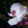 Lepke_orchidea_9_626499_98069_t