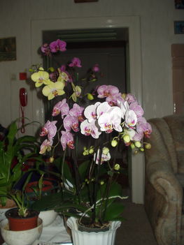 orchideáim