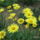 Doronicum_orientale__kaukazusi_zergevirag_627931_88072_t