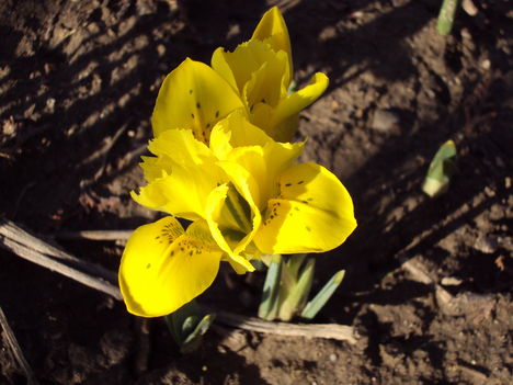 március 2010 kertem virágai 2