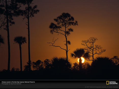 Pines and Palm Trees, Big Cypress National Preserve, Florida, 1996