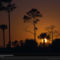 Pines and Palm Trees, Big Cypress National Preserve, Florida, 1996