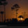 Pines_and_palm_trees_big_cypress_national_preserve_florida_1996_627999_88669_t