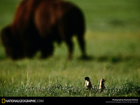 Plains Prairie Dogs, South Dakota, 1997