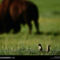 Plains Prairie Dogs, South Dakota, 1997