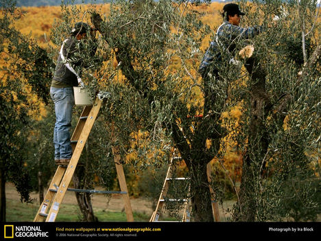Olive Harvest, Glen Ellen, California, 1996