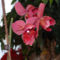 orchidea5