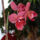 Orchidea5_628659_62318_t