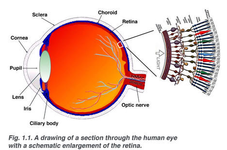 Emberi szem és retina