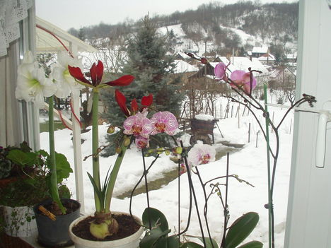 amarilisz és orchideák