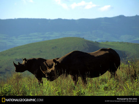 Natal Province Rhino, South Africa, 1995