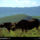 Natal_province_rhino_south_africa_1995_602477_13133_t